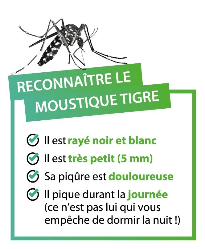 reconnaitre le moustique